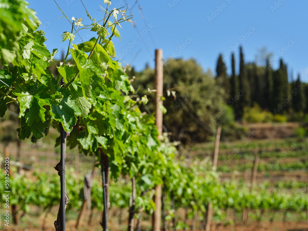 Grapevine with baby grapes and flowers - flowering of the vine with small grape berries. Young green grape branches on the vineyard in spring time.
