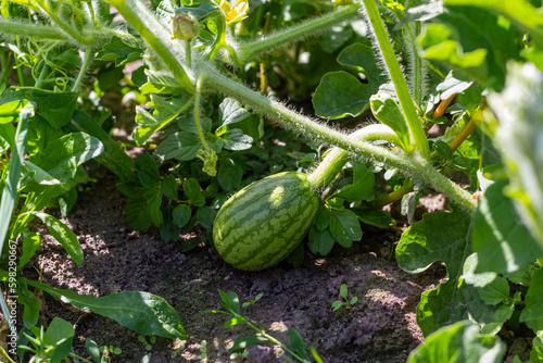 Little green watermelon. Young small watermelon in the garden. Watermelon in the farm on field
