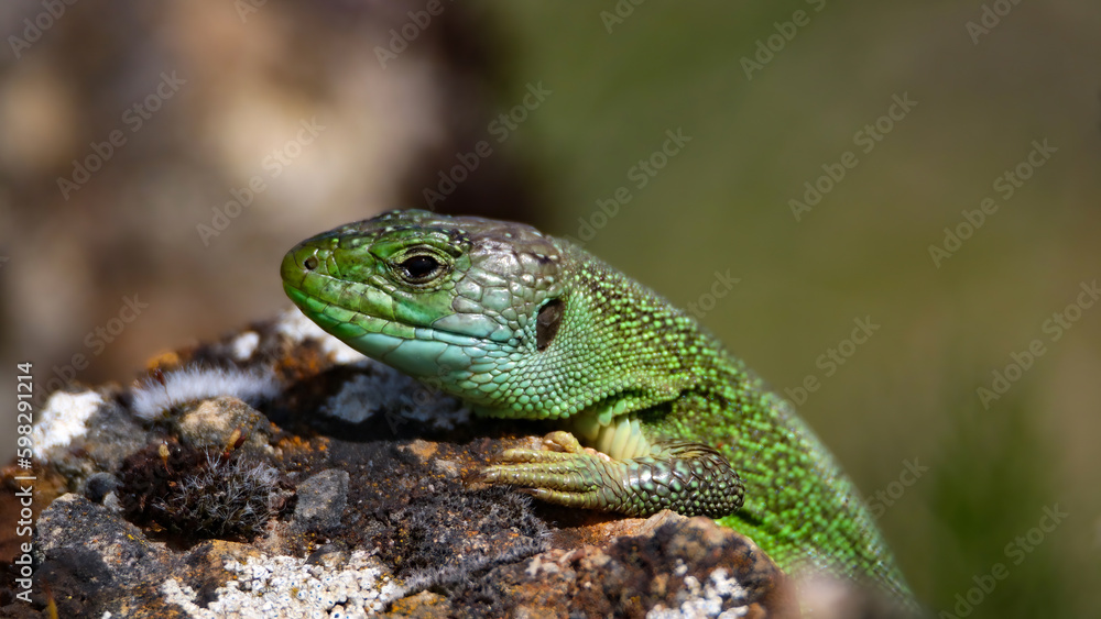 Western green lizard under the sun