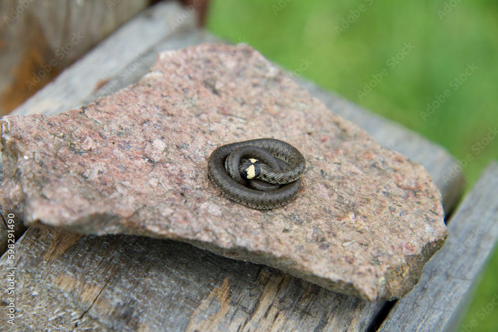 Young grass snake (Natrix natrix) rolled up on a stone in a garden