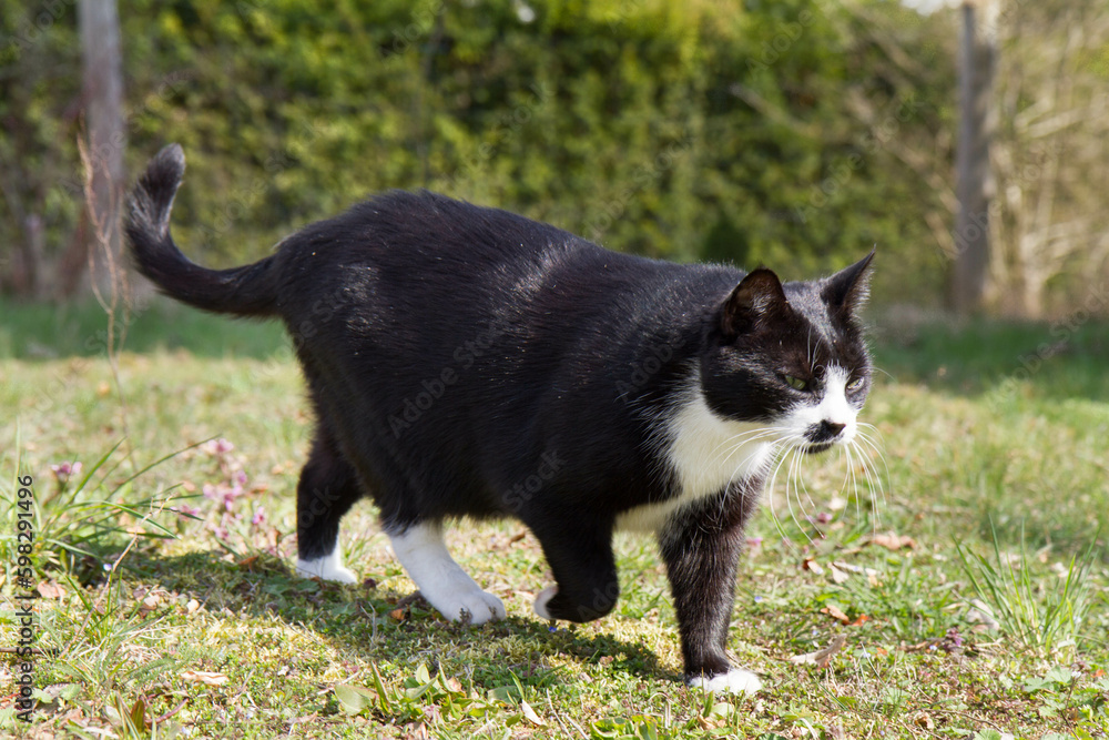 Black and white cat walking briskly through a garden Black and white cat walking briskly through a garden
