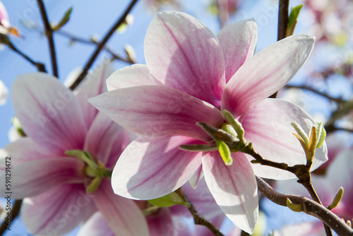 Fototapeta Naklejka Na Ścianę i Meble -  Magnolia blooming in the spring, on a sunny day
