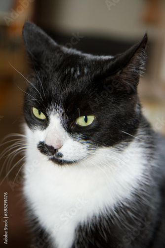Portrait of a Black and white cat