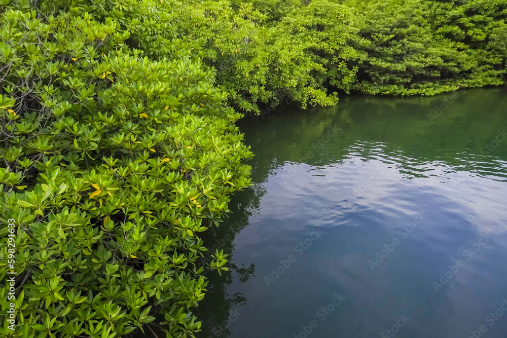 Mangrove tree forest in brackish waters. Mangroves are a habitat for various creatures in an ecosystem that also function as a barrier to waves and sea water abrasion or erosion. Concept for earth day Mangrove tree forest in brackish waters. Mangroves are a habitat for various creatures in an ecosystem that also function as a barrier to waves and sea water abrasion or erosion. Concept for earth day