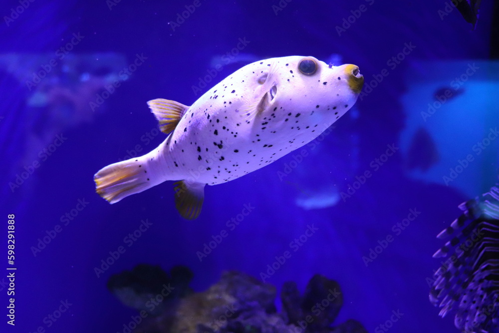 delicacy in Japan: puffer fish, pufferfish in an aquarium Stock Photo ...