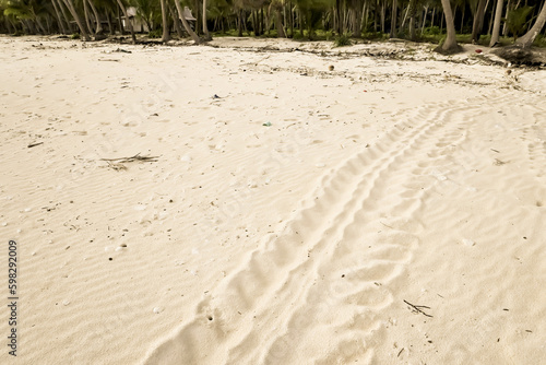 Sea turtle nest on the white beach sands with tracks to the ocean, coming and going. Concept for preservation, endangered, extinction, rare animals, ecosystem, environment, earth day. photo