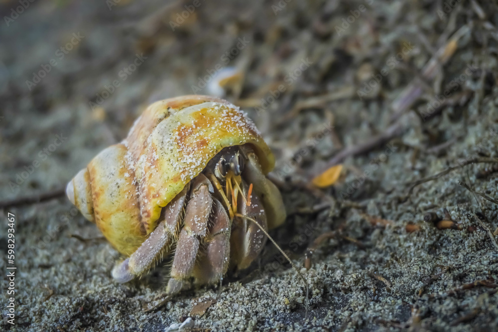 Close up of cute hermit crab carry beautiful shell crawling on the sand beach in warm sunlight of early morning. Hermit crab use empty shell as its mobile safety home