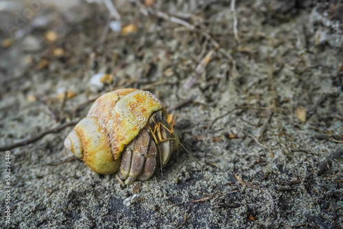 Close up of cute hermit crab carry beautiful shell crawling on the sand beach in warm sunlight of early morning. Hermit crab use empty shell as its mobile safety home