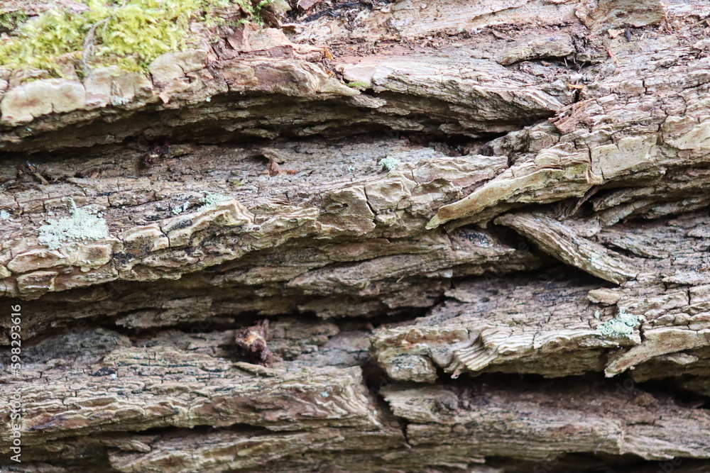 A very old tree with very thick bark A very old tree with very thick bark