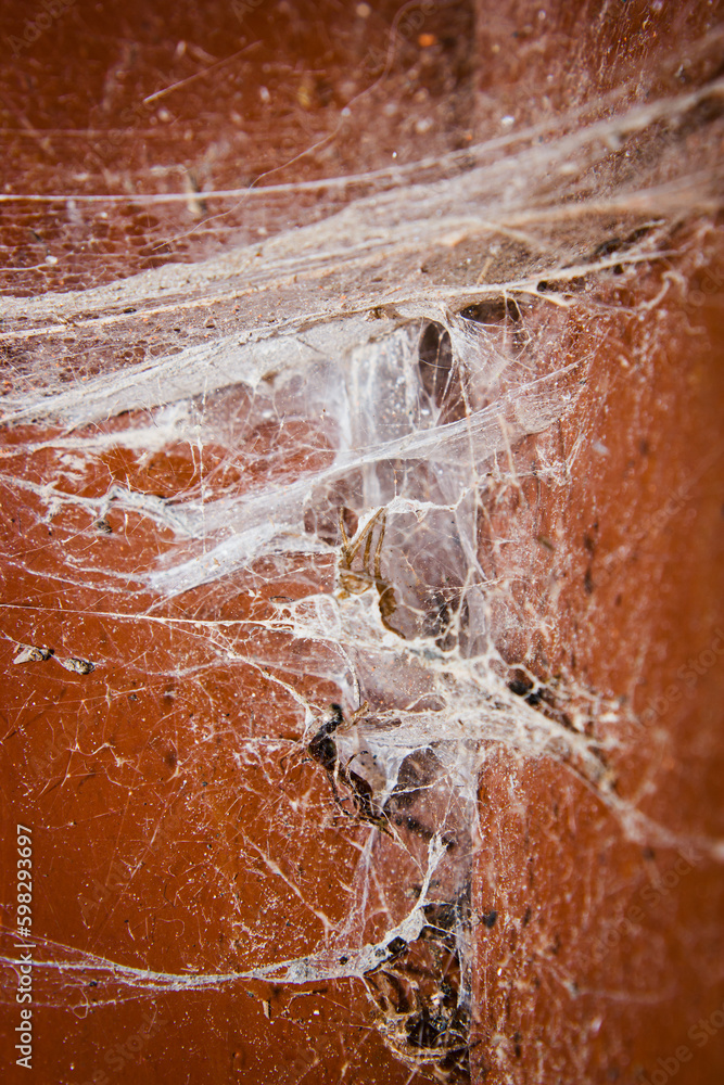 Web in the wall for textured backgrounds Web in the wall for textured backgrounds