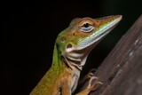Anole changing color from green to brow
