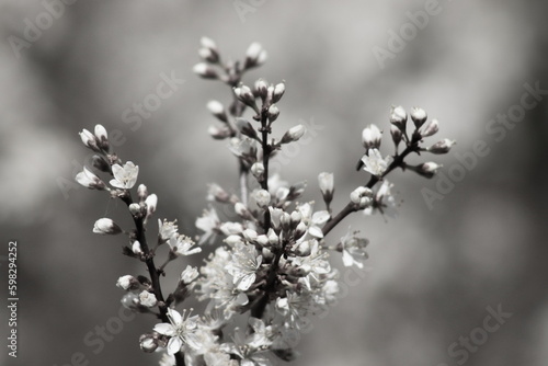White mirabelle plum flowers blooming in spring