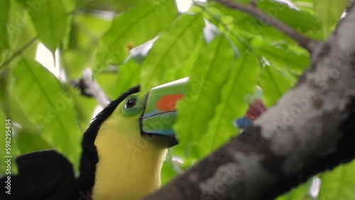 Swainsons tucan closeup with beautiful yellow plumage, black feathers, incredible beak photo