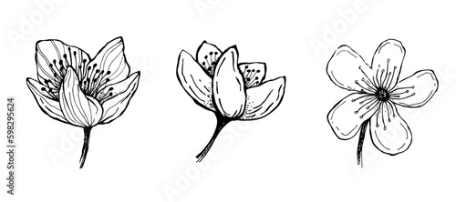 Cherry blossom sketch. Hand Drawn Isolated Vector Illustration. Floral Line art. Botanical Line Drawing.