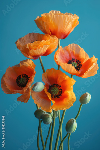 Orange Poppy flowers on pale blue