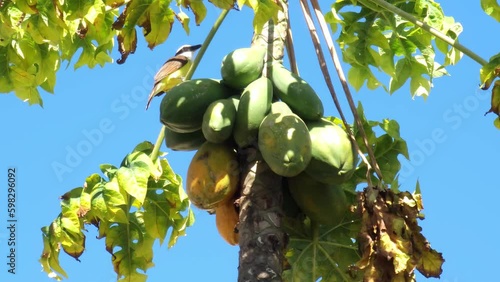 Bem-te-vi bird, beautiful Bem-te-vi bird feeding on a papaya tree in a small town in Brazil, 4k, natural light. photo
