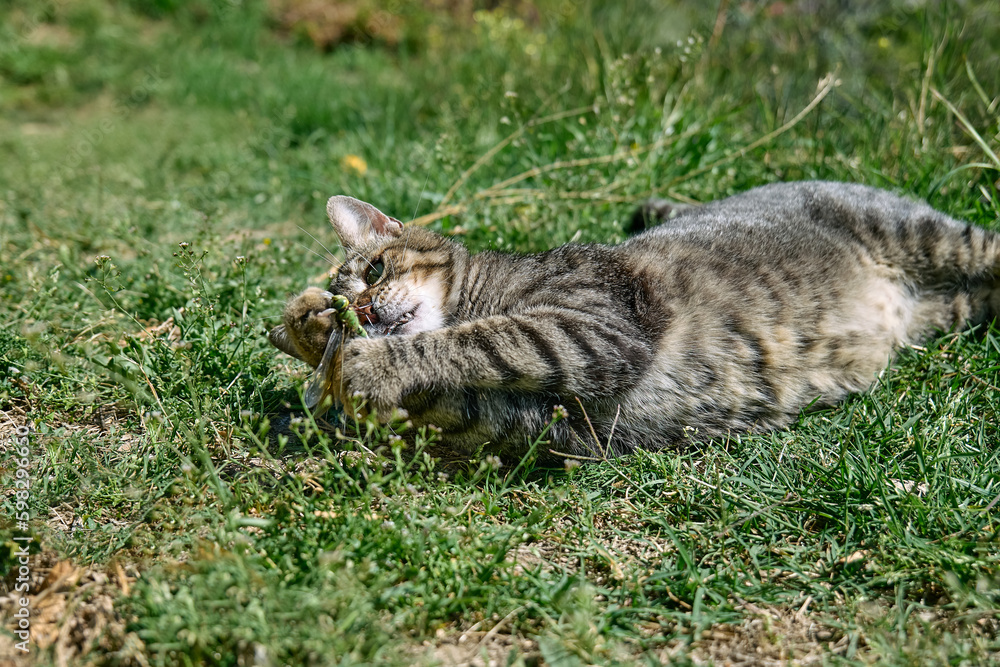 Funny tabby cat playing with captured dragonfly in green grass. Striped domestic gray cat having fun outdoors.