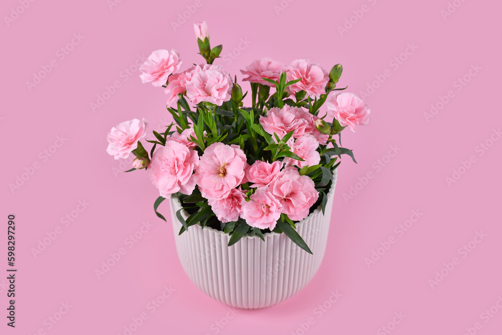 Beautiful pink Dianthus flowers in pot on pink background Beautiful pink Dianthus flowers in pot on pink background