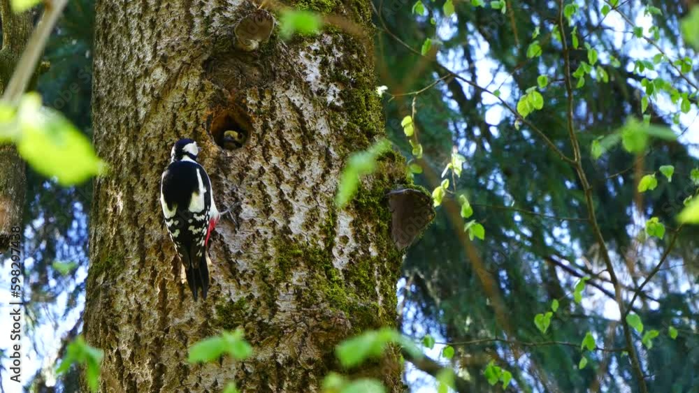 woodpecker feeds an adult chick in the nest. woodpecker feeds an adult chick in the nest.