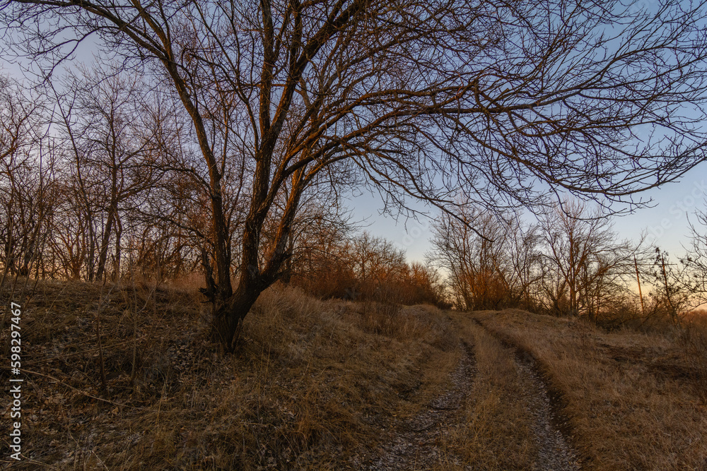 a dirt road next to a tree leading through a clearing with dry grass, during sunset a dirt road next to a tree leading through a clearing with dry grass, during sunset