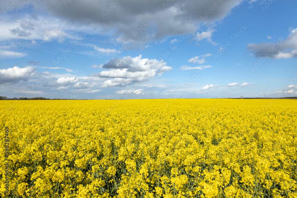 Canola Field in West Hungary Canola Field in West Hungary