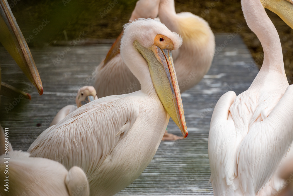 A colony of Pelicans enjoying the sunshine in the zoo in Amsterdam A colony of Pelicans enjoying the sunshine in the zoo in Amsterdam