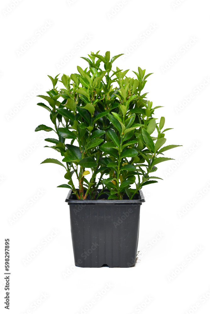 Potted 'Euonymus Radicans Green Rocket' spindle tree plant on white background Potted 'Euonymus Radicans Green Rocket' spindle tree plant on white background