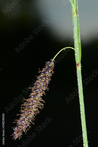 Schwarzährige Segge, Carex melanostachya