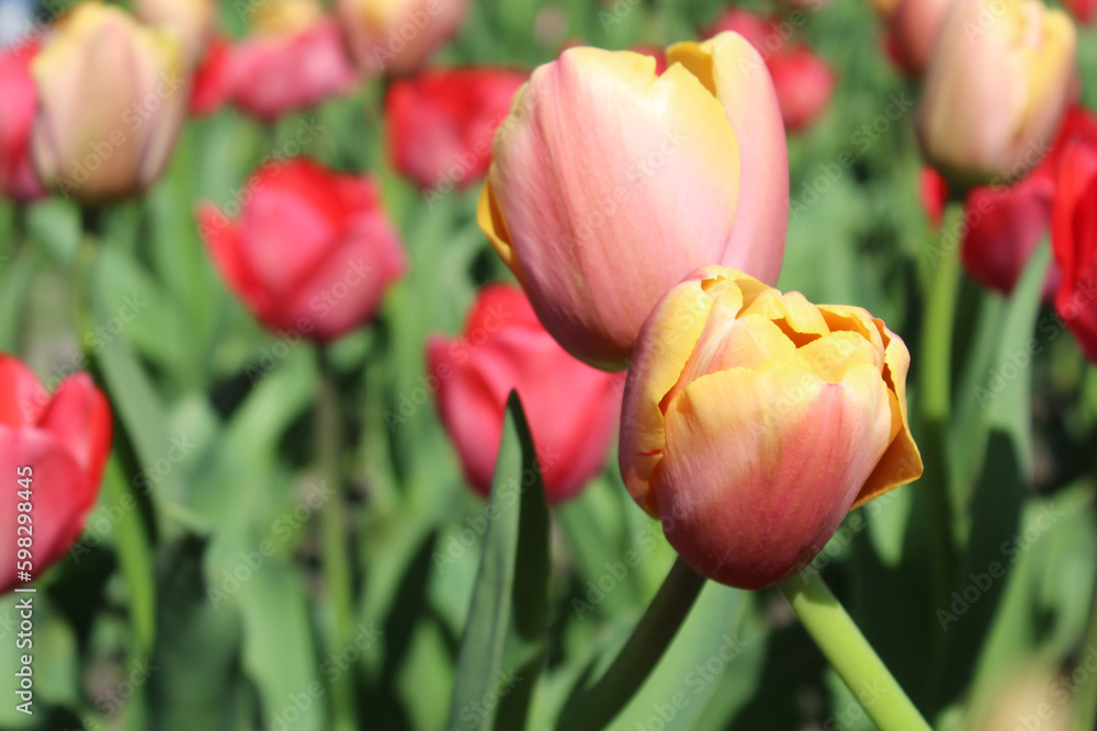 pink and red tulips in the park pink and red tulips in the park