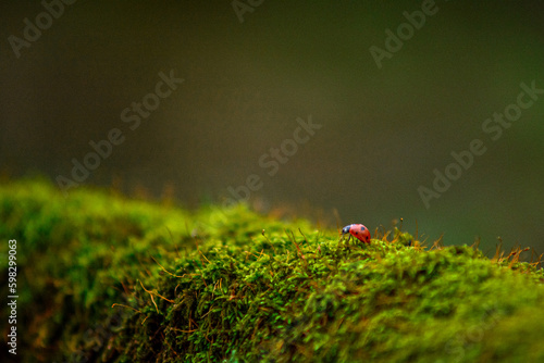 ladybug on grass