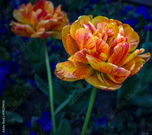 orange and tulips
