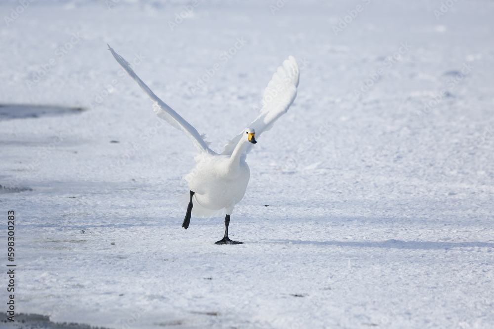 Fototapeta premium swan in Koshiro Lake