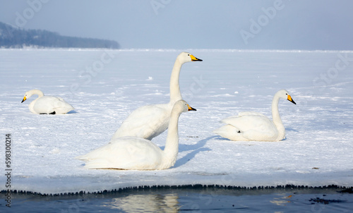 swans on the lake