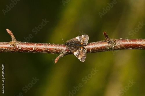 The orange underwing (Archiearis parthenias), moth of the family Geometridae resting on a birch branch in spring. photo