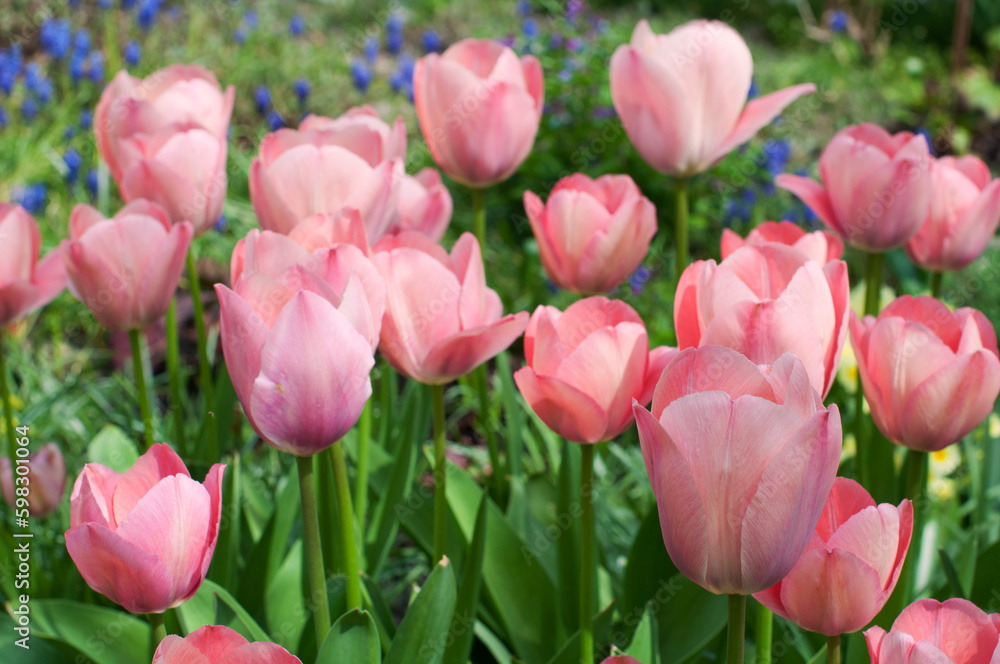 Pink tulips on green grass background. Spring tulips Pink tulips on green grass background. Spring tulips