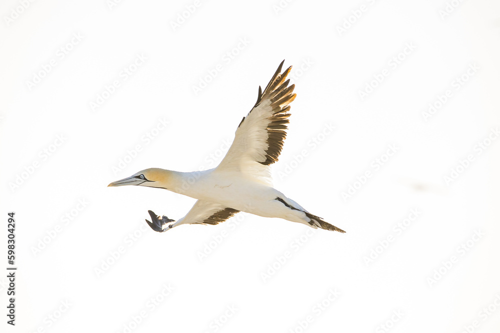 Close up image of a Cape Gannet bird in a big gannet colony on the west coast of South Africa Close up image of a Cape Gannet bird in a big gannet colony on the west coast of South Africa