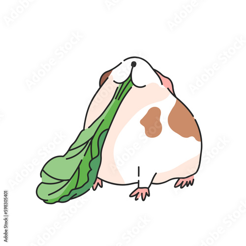 Adorable guinea pig eats lettuce. Vector illustration