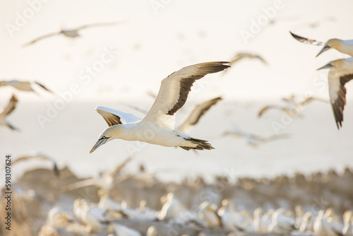 Close up image of a Cape Gannet bird in a big gannet colony on the west coast of South Africa photo