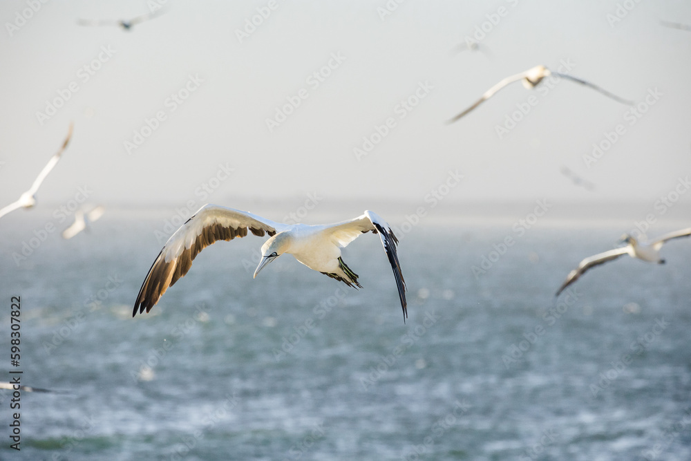 Close up image of a Cape Gannet bird in a big gannet colony on the west coast of South Africa