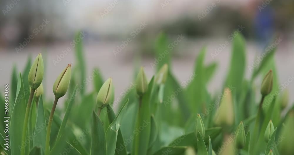 Unblown green tulips sway in the wind, grow in the city park, close-up, daytime. Generative AI Unblown green tulips sway in the wind, grow in the city park, close-up, daytime. Generative AI