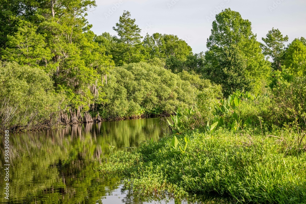 cypress swamp cypress swamp