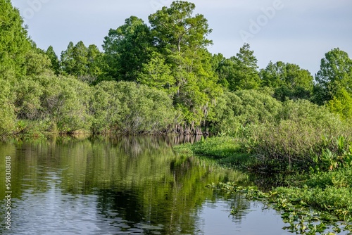 cypress swamp