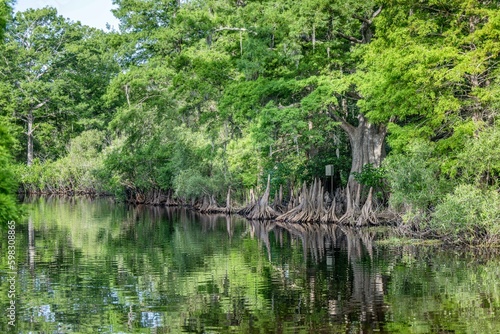 cypress swamp