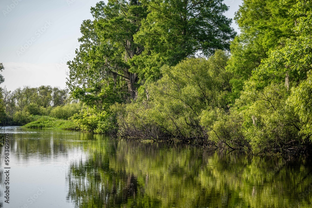 cypress swamp cypress swamp