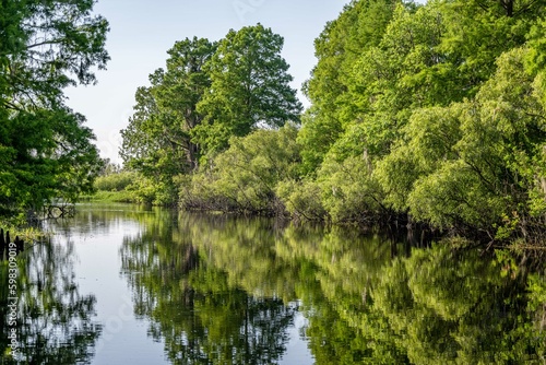 cypress swamp