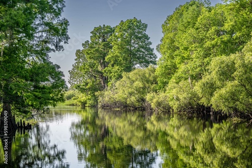 cypress swamp