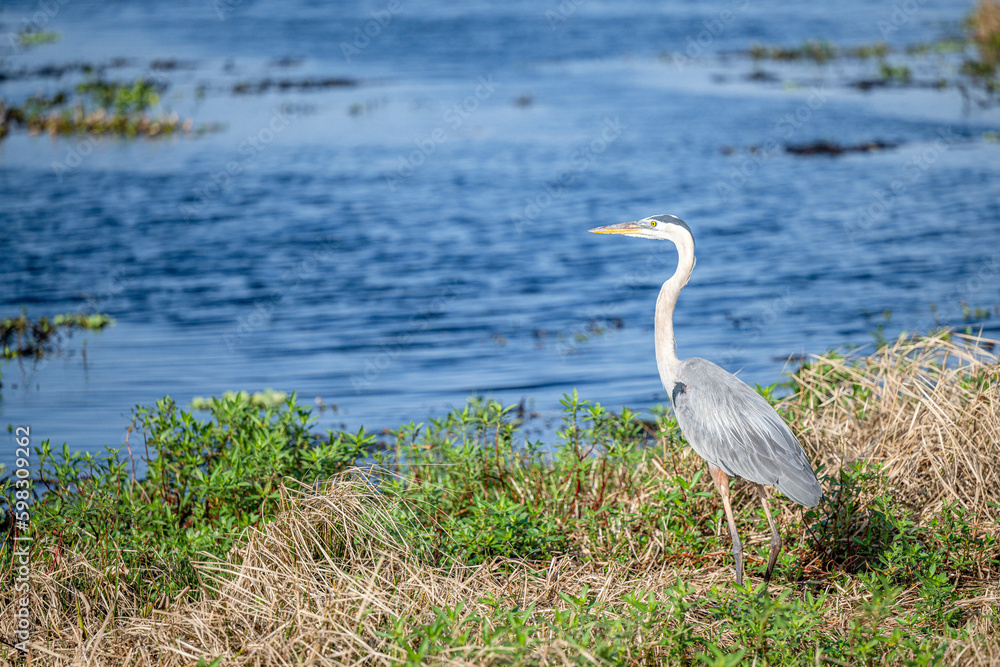 Fototapeta premium blue heron