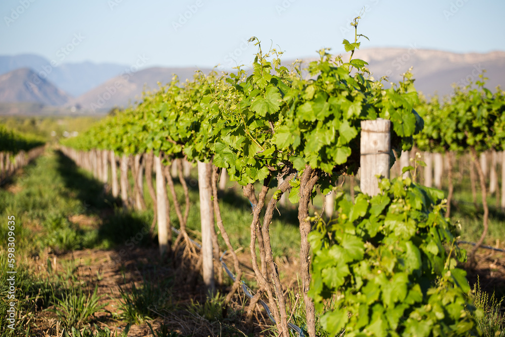 Scenic photo of vineyards in the Cape Winelands in the Western Cape of South Africa