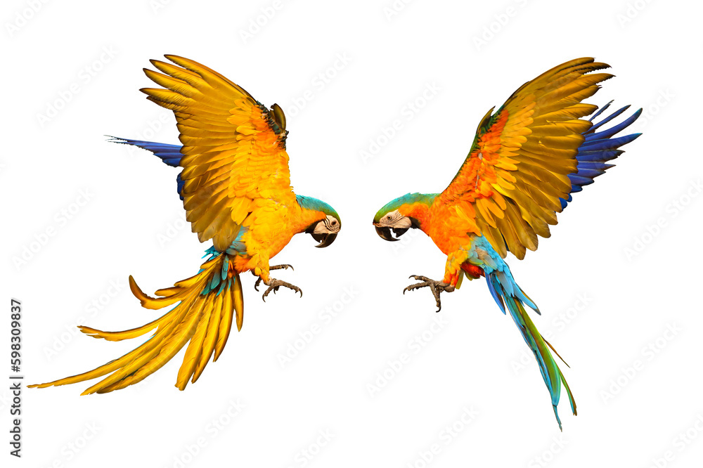 Blue and gold macaw and Catalina parrot  flying isolated on transparent background png file