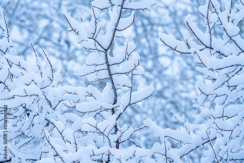Detail of tree branches with fresh snow Detail of tree branches with fresh snow
